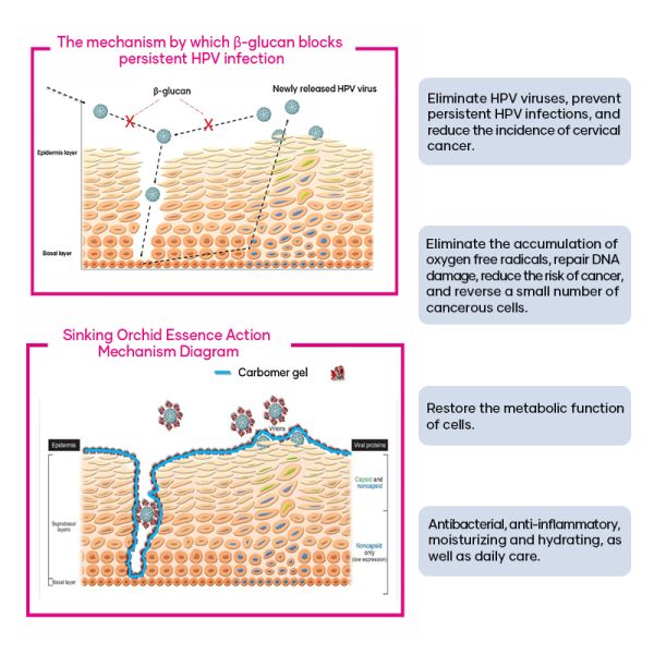 Medical Grade Beta Glucan Gel For Cervical Tissue Restoration And Intimate Health
