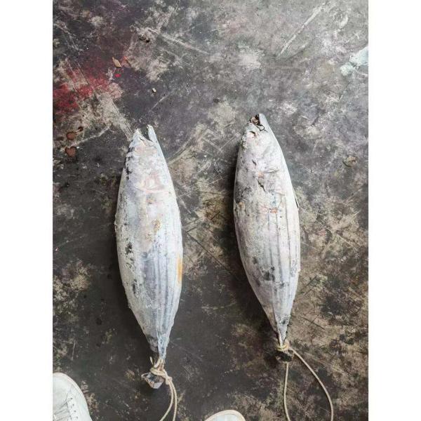 Задвижка 4kg кошелькового невода вверх по мясу тунца замороженного попрыгунчика всему круглому для законсервированной пользы