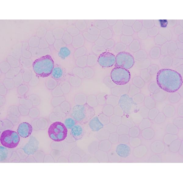 Reactifs de tache réactifs périodiques réactifs acides Schiff 20