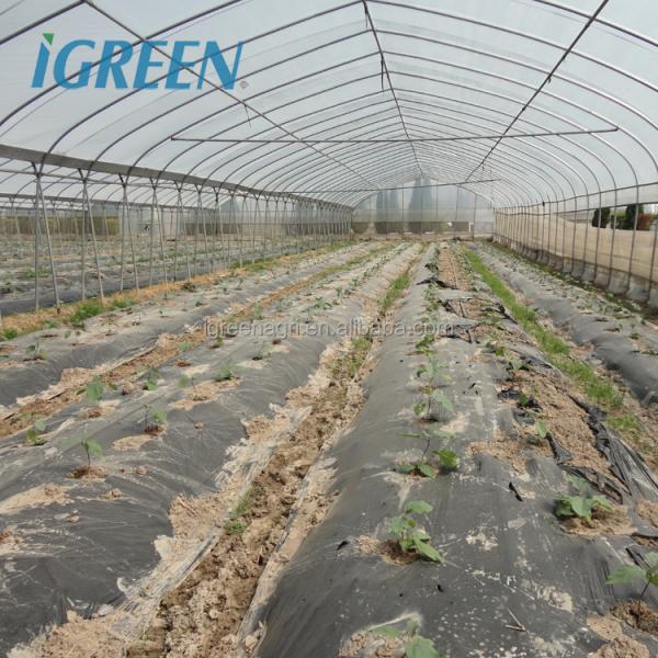 Commercial Large Single Layer Film Greenhouse with Cooling Pad Fan Internal External Shading Drip Irrigation Hydroponics System
