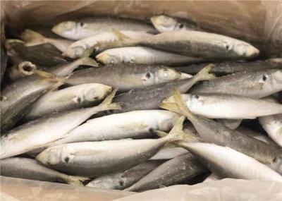 Under 18 Degree Bulk 110g Horse Fresh Frozen Mackerel