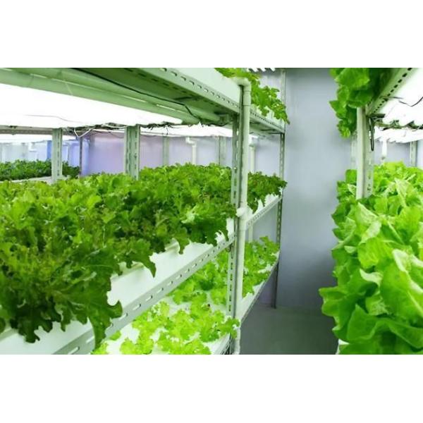 Invernadero de contenedores de cultivo verticales de gran extensión con sistema de cultivo de sustrato