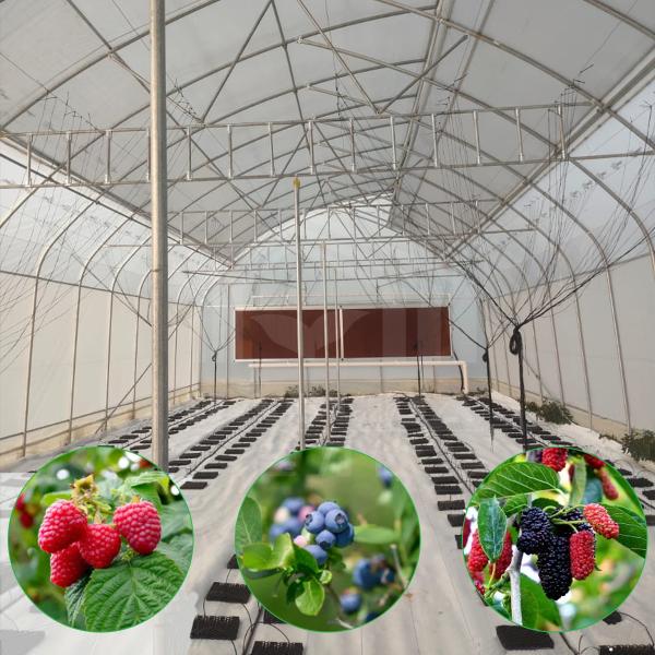 Baolida Sawtooth Greenhouse Cross Roof Agricultural Greenhouse Serre Agricole 