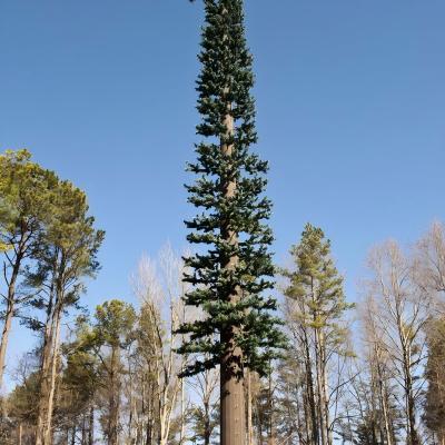 Communication Monopole Fake Pine Tree Cell Tower ASTM A36 A572 Gr50 Cell Tower Disguised As Tree