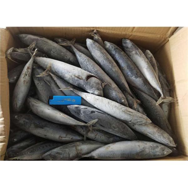 гистамин 3ppm рыба пеламиды 250kg ранга оптовая замороженная