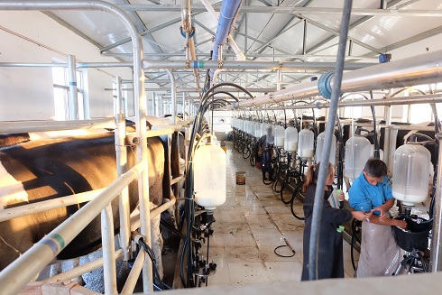 electrical control 60RPM Modern Milking Parlour for Buffalo