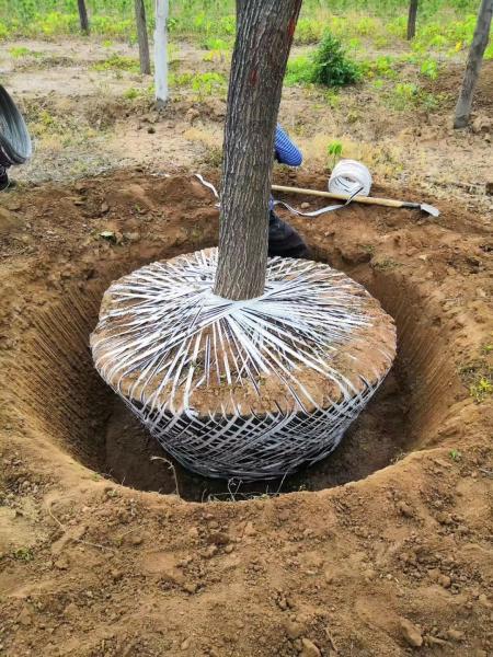 tree mover machine price manufacturer address how much money, tree digging machine moving tree machine manufacturer