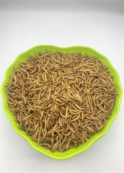 Freeze-Dried Mealworms Insects for Pet Feeding Dry and Cool Place Storage