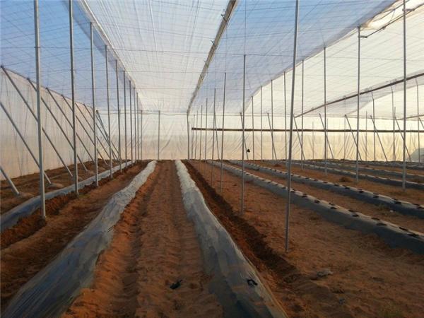 Heat Resistance 45gsm Insect Screen Mesh , Disease Prevention Insect Proof Net