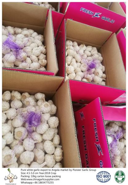 China fresh garlic export to Angola with 4.5-5.0cm 10kg loose packing carton.