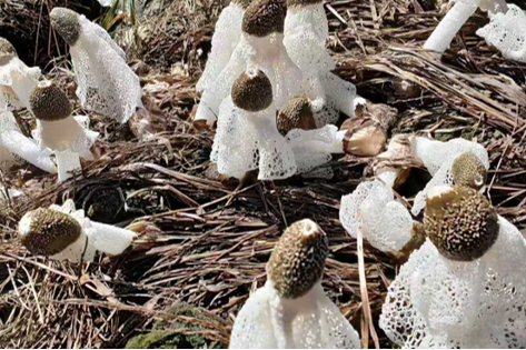 Organic Bamboo Fungus (30g)