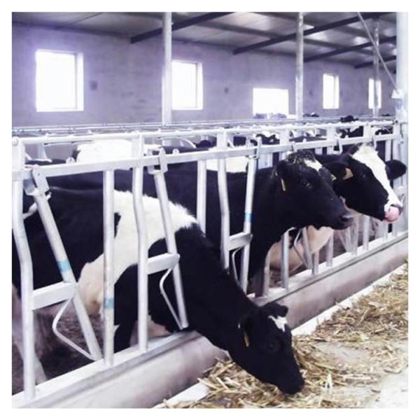 Anti Corrosion Thickness 3mm Cow Head Lock Dairy Feeding Equipment