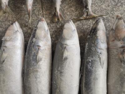 Natural Color IQF BQF Frozen Pacific Mackerel Fish