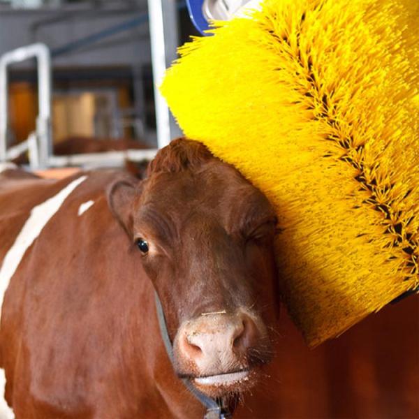 Популярное электрическое колебание коровьи скребчики щетка коровьи сарае оборудование коровьи щетки автоматические