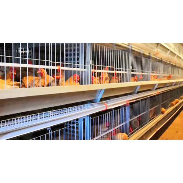 H Frame Male And Female Mixed Breeder Cage