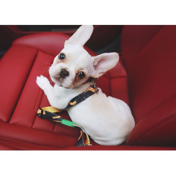Safety Pet Car Seatbelt Dog Wearing Seatbelt For Middle Seat