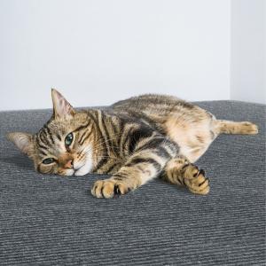 Tapis à gratter auto-adhésif pour chat, 40x100cm, réglable, pour couvrir la tour du chat
