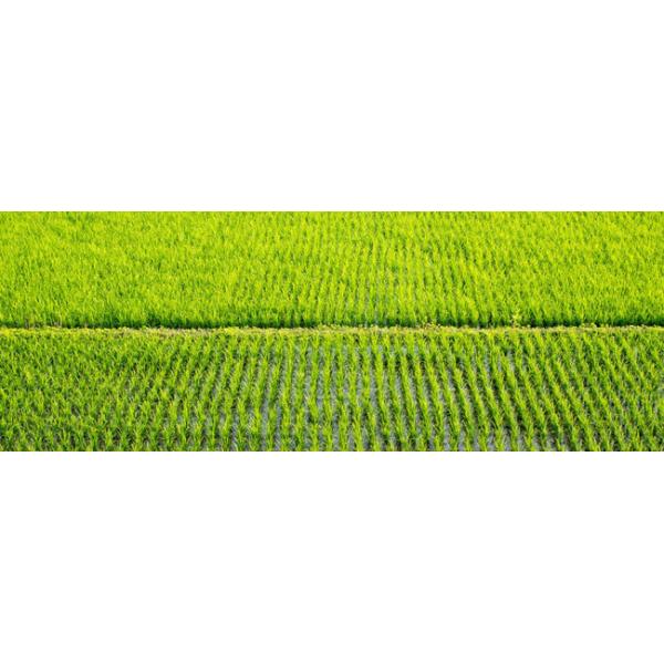 Rice Biostimulator Green Seaweed Polysaccharide Fertilizer Powder