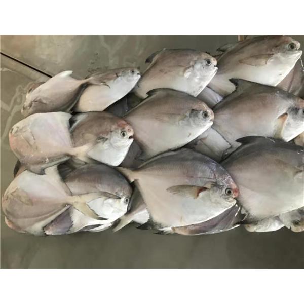 HACCP аттестовало браму 300g 400g свежий замороженный белый