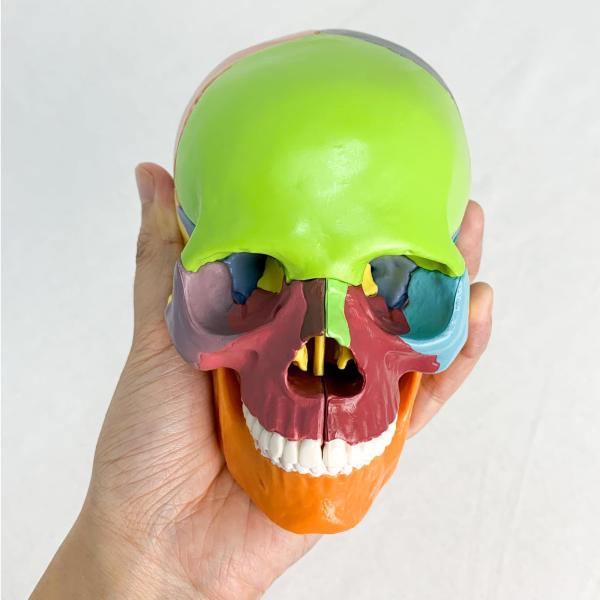 Verisimilitude Accurate Color Flexible Medical Dental Clinic Teaching Equipment 15 Pieces Exploded Head Bone Model