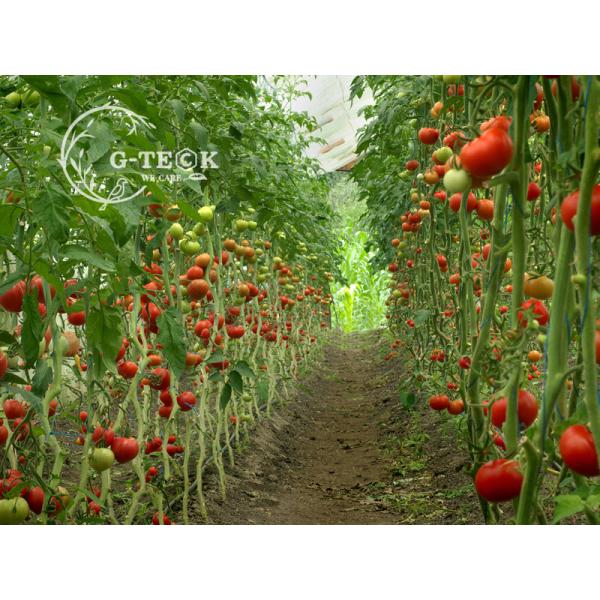 Water Soluble Hydrolyzed Fish Powder Fish Protein Fertilizer Microgranular