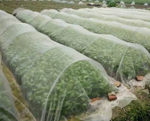 White 50 Mesh 5m Insect Screen For Greenhouse Anti Mosquito Net