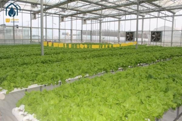 Hydroponic Multi Span Greenhouse For Vegetable Production And Herbs Cultivation Systems