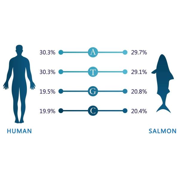 Сыворотка PDRN для лицевой впрыски Mesotherapy Hyamely регенерации кожи
