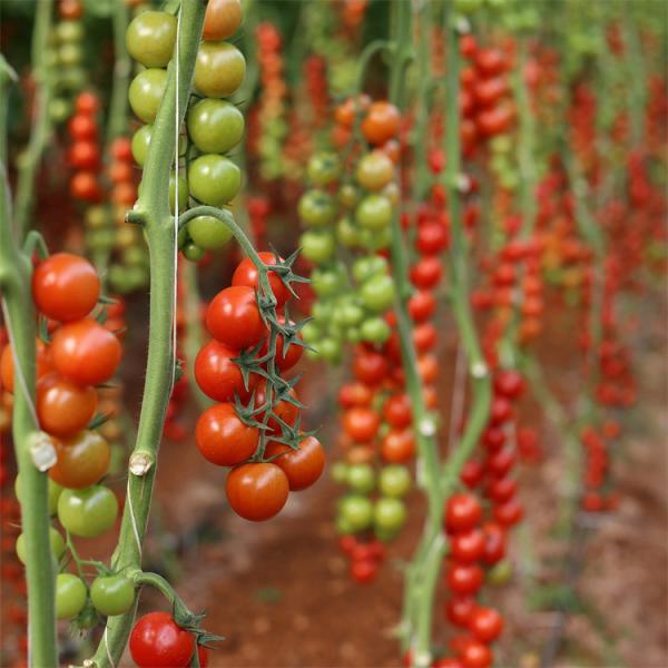 Único período da estufa plástica agrícola lateral do túnel do tomate do sistema de ventilação
