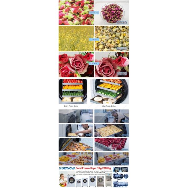 20Kg Small Commercial Freeze Dryer Commercial Lyophilizer For Vegetable NovaDryer-HF2000