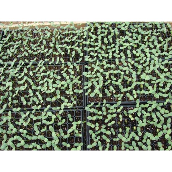 seedling tray  seed starter tray