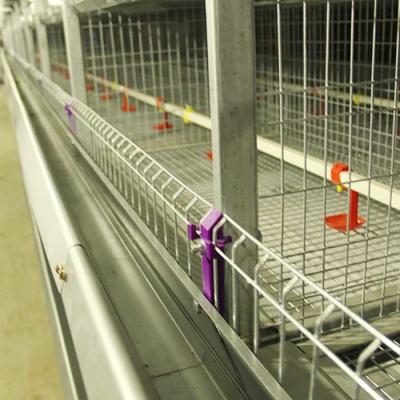Automatic Cage For Chicks , 264 Birds Capacity Layer Poultry Farm Cage