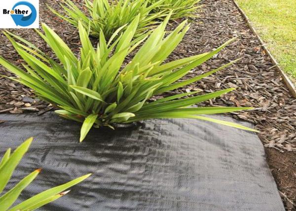 PP Woven Weed Barrier Control Sulzer Weed Mat Ground Black Cover Fabric in Garden / Greenhouse