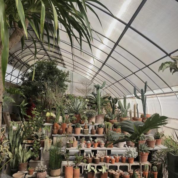 Аквапоника Цветочные насаждения Спарри Ирригация овощи Солнечный свет Теплица для коммерческих целей