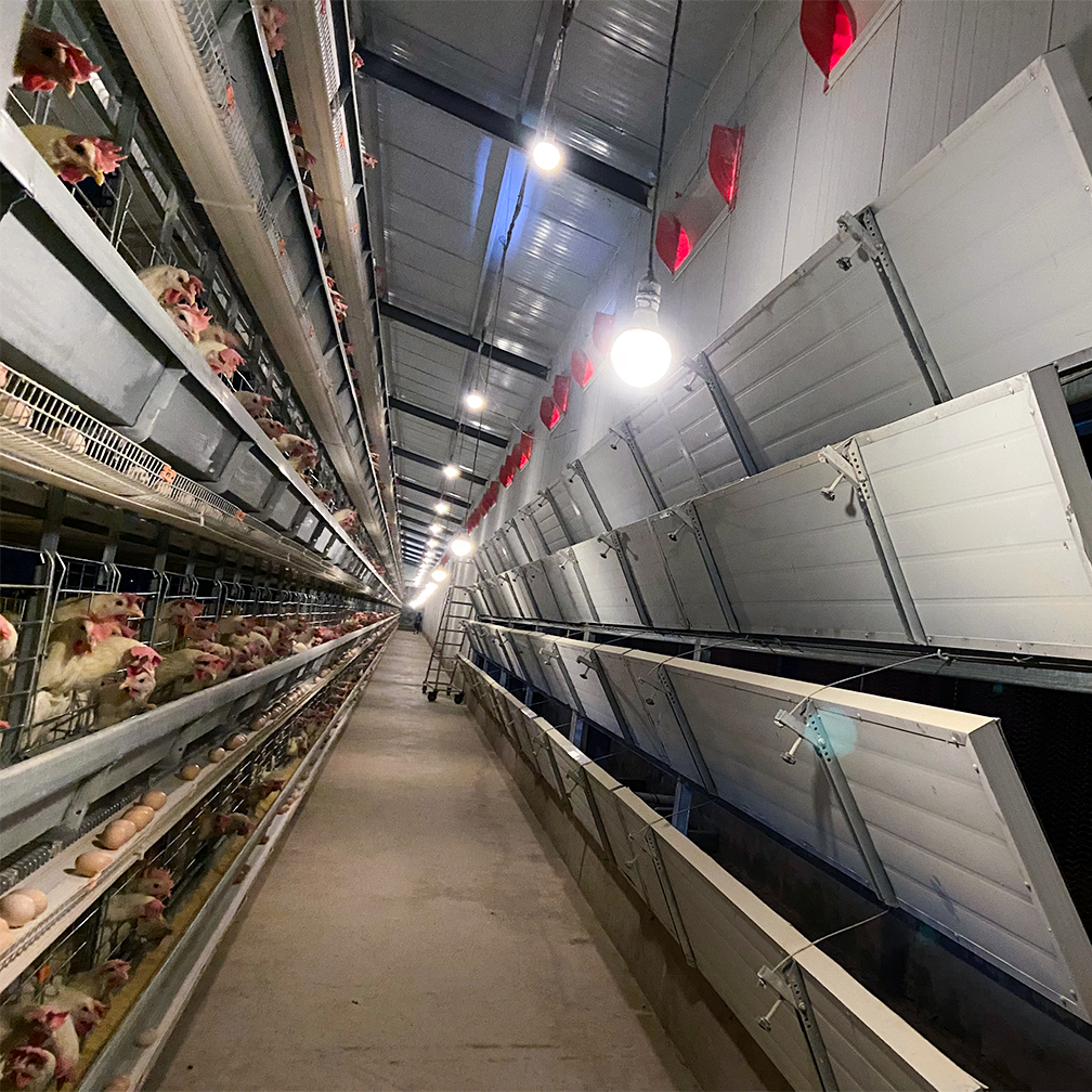 Hot-dip Galvanized Automatic Feeding Corrosion Resistant Poultry Cage for Layer Chicken Farming