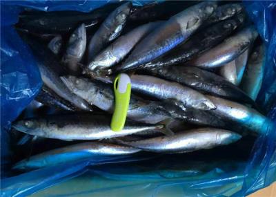 90% Net Weight Scomber Japonicus 110g Fresh Frozen Mackerel