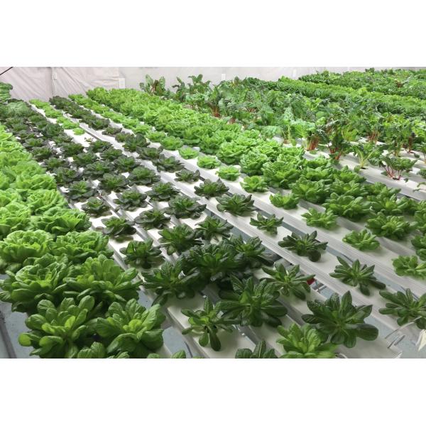 Гидропонический PVC-канал для сельскохозяйственного выращивания салата, клубники и помидоры