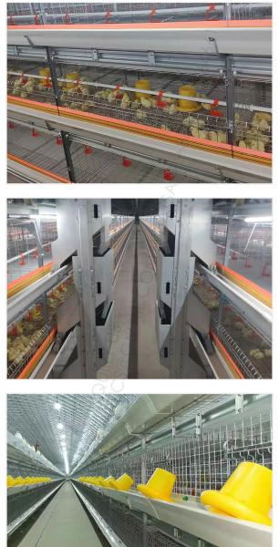 Poultry Cage Broiler Farm Equipment Automatic Battery Cages System For Broiler Chicken