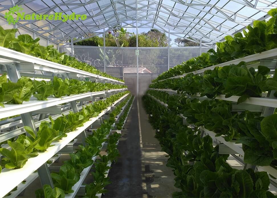 Hydroponic Nft Grow System