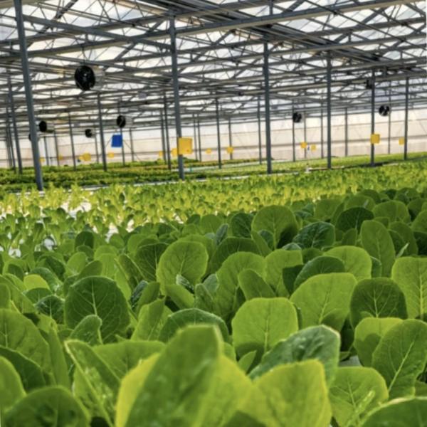 Sistema hidropónico de estufa de vidro de camada dupla para cultivo de flores 30 dias de reembolso
