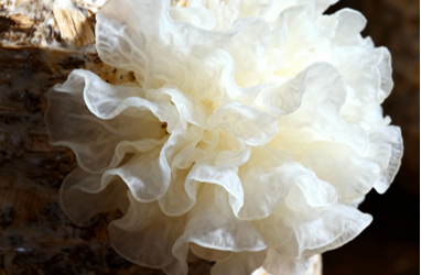 Organic Snow Fungus (60g)