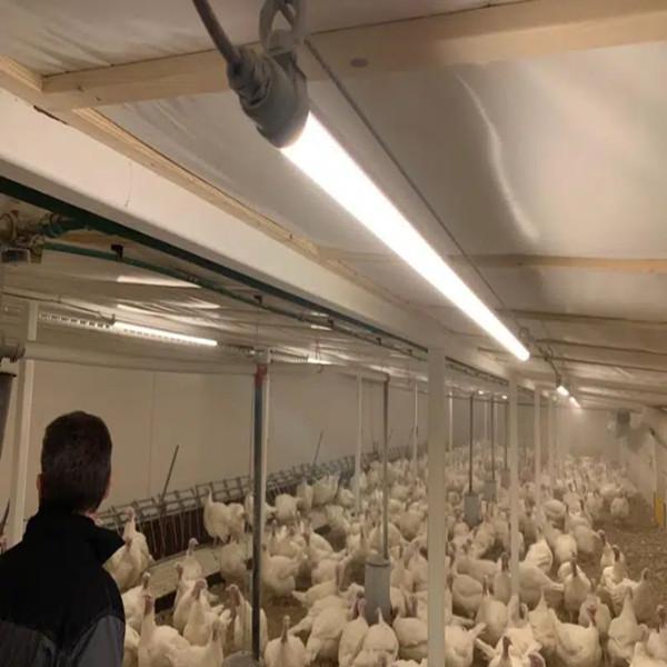 T12 Waterproof IP65 High RA95 40W 120CM LED Poultry Dimmable Tube Light For Farm Chicken