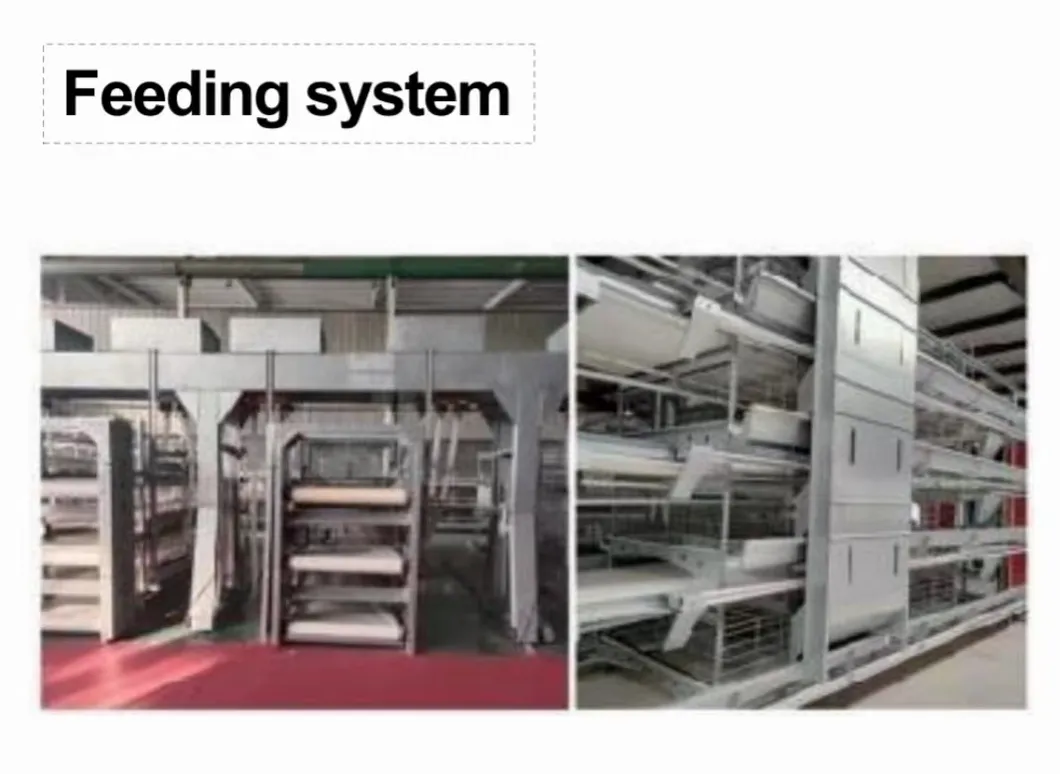 H Type Layer Cage System High Space Utilization Chicken Laying Cage For Farming