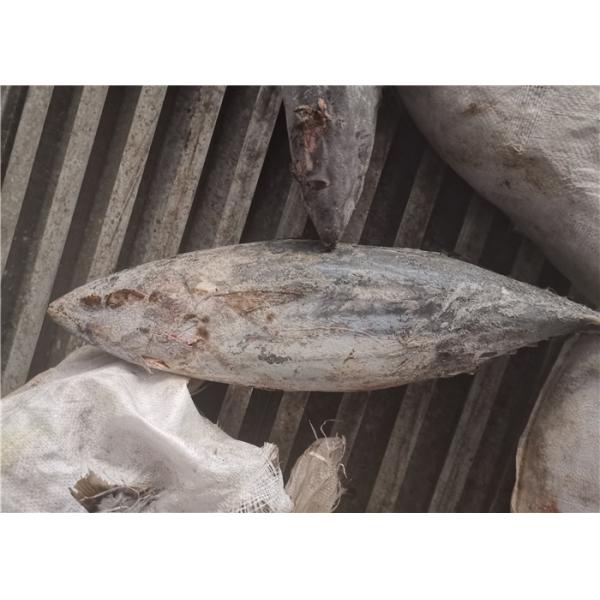 Тунец попрыгунчика Pelamis Katsuwonus Seafrozen весь круглый свежий