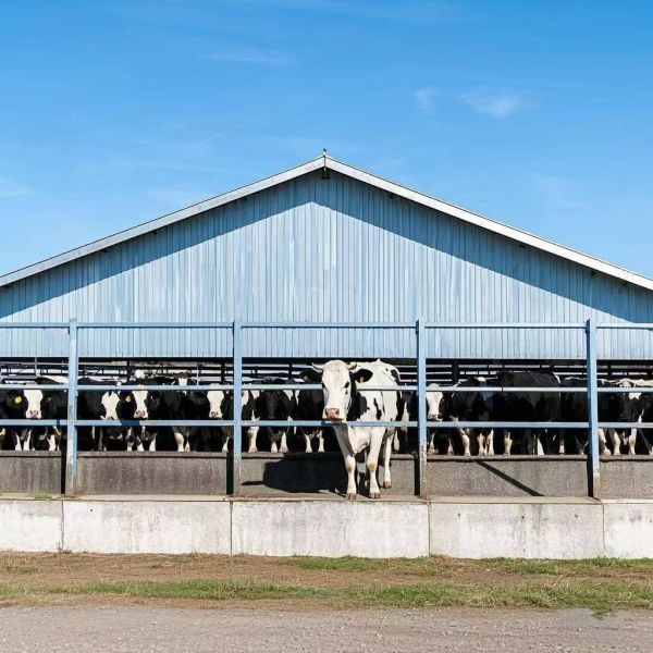 Expandable Steel Structure Cattle Shed for Livestock Farming