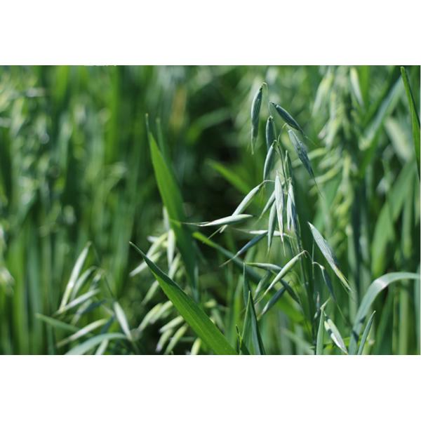 Большая часть лапш Shirataki овса замены еды вегетарианского момента времени еды халяльная Konjac