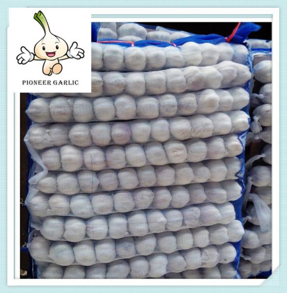 normal white garlic natural fresh garlic 5.5cm natural fresh garlic