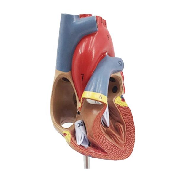 Medical Anatomy Plastic Human Heart Model for Anatomical Demonstration in Clinics
