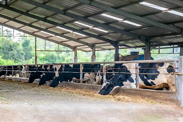 Heavy-Duty Steel Frame Beef Cattle Feedlot Shed with Natural Ventilation and Galvanized Coating