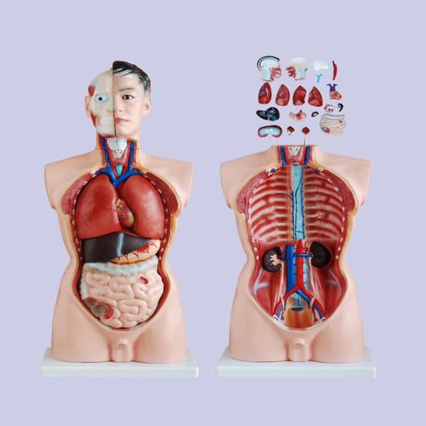 85cm 19 Parts Medical Training 4d Human Torso Anatomy Model